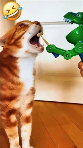 Ranking The Funniest Animals Moments 🐈 #funny #ranking #top5 #cat