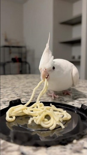 Cockatiels eating spaghetti