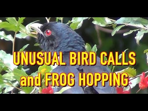 NATIVE BIRDS OF AUSTRALIA - UNUSUAL BIRD CALLS