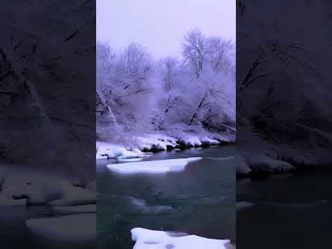 Winter forest meditation 🌲 (cozy winter music)