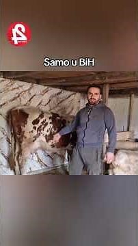 Uradio keramiku u štali 😂