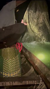 1.6K views · 14 reactions | The fish struggled to swim in the nets #reelsvideo #reelsviral #fishing #crab #catching, #creature #nets #natural #catchingfish #amazing #frogs #crabs #shrimp #lobster #river #rural #quail #trap #fish #catfish #snakhead | Fishing Vlog | Facebook
