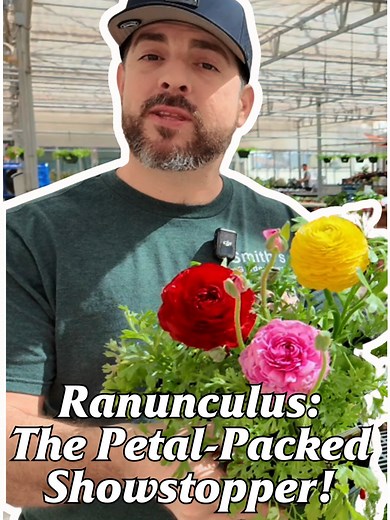 Ranunculus Flowers: Care Tips for Spring Blooms