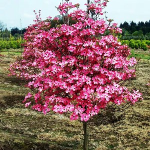 Red Dogwood Trees for Sale $24.99 | Buy 1 Get 1 Free