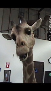 37K views · 1.4K reactions | Did you know? Stan Winston Studio...