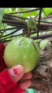 Passion Fruit Tree #PassionFruitTree #HomeGarden #FruitPlanting #GardeningLife #TropicalFruit
