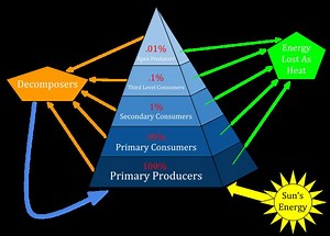 Ecological pyramid - Alchetron, The Free Social Encyclopedia
