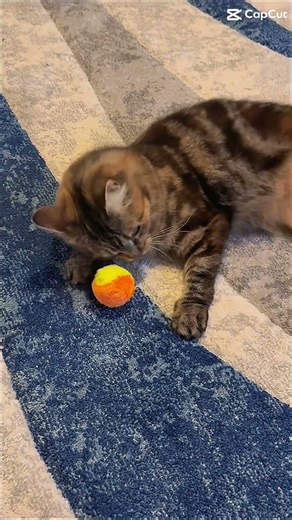 Kitten takes on ball for the first time. Very short attention span #kitten #ball #play #cornwall