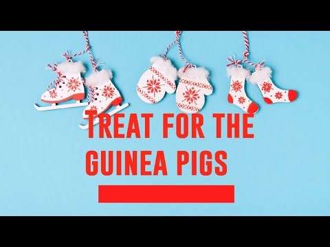 Treat for guinea pig homemade