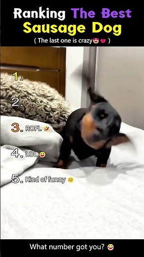 Ranking The Best Sausage Dog