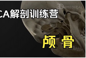 【硬核干货】从解剖学的角度看颅骨孔 Foramina of the Skull