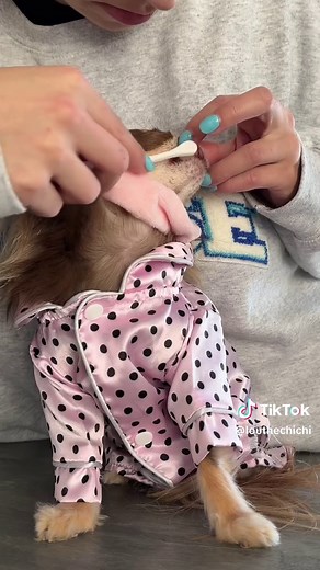 Lou the Chihuahua Dental Drama: Brushing Tips & Tricks