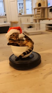 511K views · 10K reactions | Santa's little elf ❤ #cat | Missenell | Facebook