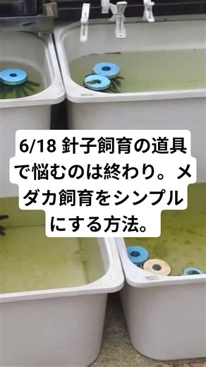 6/18 Stop stressing over breeding gear. How to simplify your Medaka care. #Medaka #MedakaBreeding...