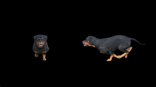 Dog Run Cycle | Quadruped Animation