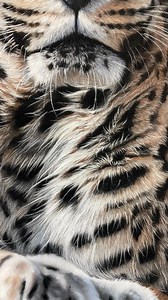 This leopard portrait is just about finished!! It’s been so long since I’ve done a large wildlife piece and I just loved working on this one. It got me through 1.5 audio books too :)) I loved creating the depth of field in this portrait. Along with all the intricate fur and warm lighting. Now I just need to think of a title. In truth, I’m going on vacation in a few days and want to give it one last look over with fresh eyes once I’m back to make any final touches. I’ll share a final image of thi