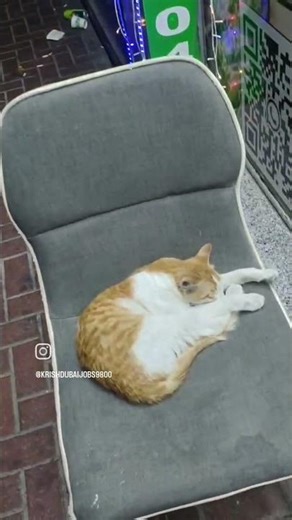 Cute Kitty in Dubai 😻 | Just for Fun | Dubai Vibes | Please Like & Subscribe #cat #catvideos