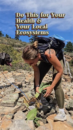 When you see this plant, Mullein (Verbascum thapsus L.), consider pulling it by the root, which is not that hard due to their long tap root. Mullein is very medicinal but also very invasive. In the rockies I notice there is a huge issue with mullein outcompeting local plants for space, with their long tap root able to reach water when native plants can't, this means mullein often wins the competition for space. I love that when you pull this plant, you can help yourself and the environment at th