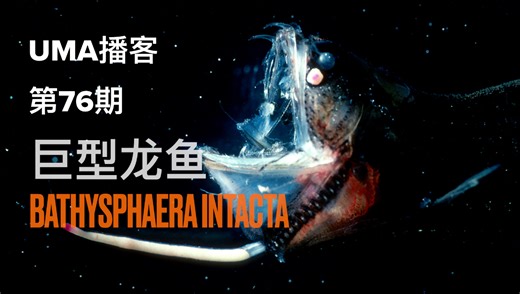 【UMA播客】1932年记录中的百慕大巨型龙鱼