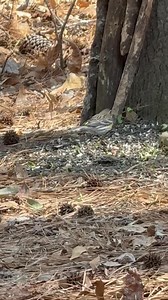 Yellow rumped warbler showing bright yellow spot on rear. Hooray!!!! Hope you can see it! I’ll Send more, so memorize other markings. Common ground feeder while most stay in the tree canopies. | James H Miller