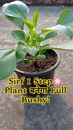 Dahlia Flower Plant को Bushy बनाने का आसान तरीका | Top Cutting Trick 🌸 #shorts#flowers#shortsfeed