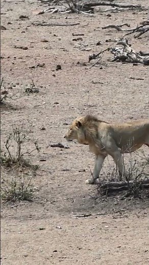 Stunning footage of #Lions chasing prey#Shorts