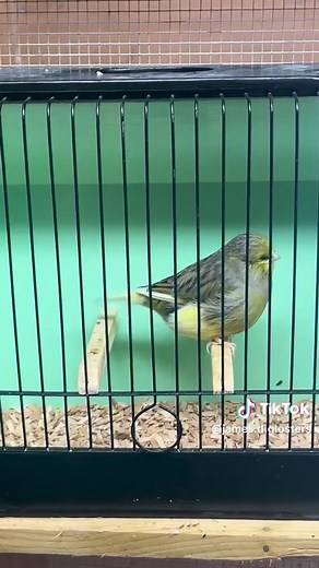 #birdbreeding #canarybreeder #glostercanary #canarylife