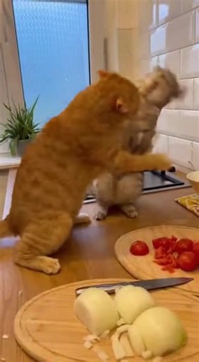 The kitchen pressure was too high. They went from Yes Chef to Fight Club in 3 seconds. 👨‍🍳🚫🔪#MasterChef #HellsKitchen #GordonRamsay #CatMemes #FoodieFail | Fighting Anime
