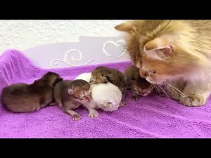 Mother cat’s heartwarming love: carrying, feeding & napping with her kittens