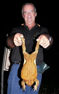 Group finds toad the size of a small dog