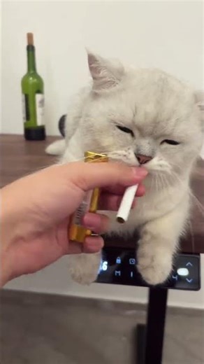 Unleash Your Inner Cat: A Heartwarming Song as Your Ringtone