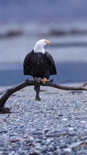 My 2026 Alaska bald eagle tour is now officially available on my website. If you’d like to sign up and learn more about how to photograph these majestic birds up close, please msg me or visit my website link in bio 🦅 #baldeagles #alaska #baldeagle #wildlife #wildlifephotography #baldeagletours #workshops #photographyworkshop #natgeowildlife #natgeo | Mark Bouldoukian Photography