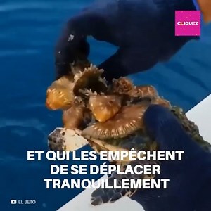 Ce groupe de sauveteurs a pour mission de sortir les tortues de l'eau et d'enlever les bernacles qui sont collés à leur carapace. | Social