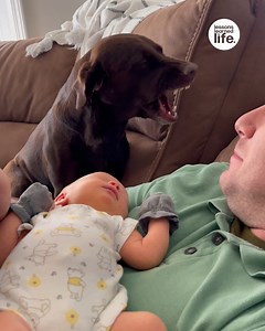 Jealous dog smiles to get dad's attention 🐶 | Lessons Learned In Life