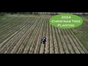 From Seed to Spruce: 2024 Christmas Tree Planting