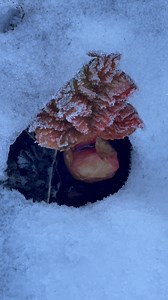 After 12 days of below minus 5 c the rhubarb still seems unfazed....One tough plant! Read more about growing it here...https://www.growveg.com/guides/growing-rhubarb-from-planting-to-harvest/ | GrowVeg