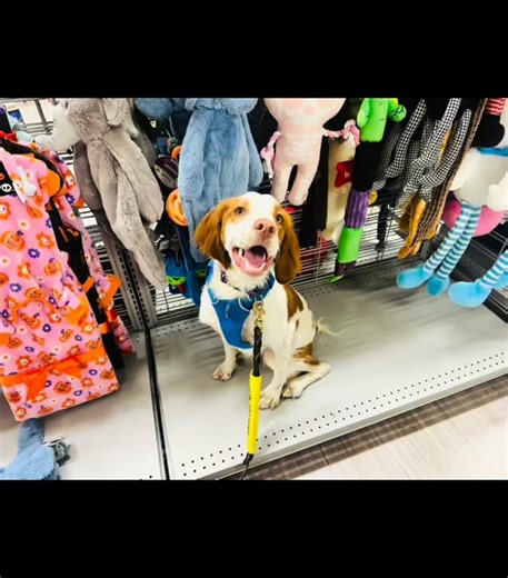 “Sophie” had a magnificent Adventure Training Lesson with Carol today in a local @burlingtoncoat store. Today’s lesson covered: —Practiced loose leash walking. —Introduced some new behaviors (a switch cue when walking and changing directions with dog remaining on same sidr, a cue for about turns, a go-around cue, and a leg weave trick). —Practiced her nemesis (duration of stationary cues!). Worked on settling in a down stay while Carol sat on a bench. —Worked on behavior chains. —Practiced ignor