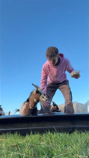 The struggle of feeding Pygmy goats