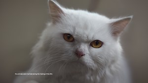 See Sexy in a New Light | Honda Car India