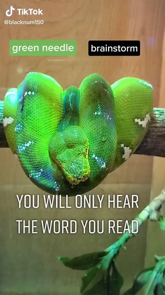 Mesmerizing Snake Coils Hypnotize Viewers