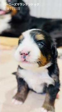 [17 Days Old] Growing and Becoming So Active! Our Healthy Bernese Puppy Is Thriving🐾