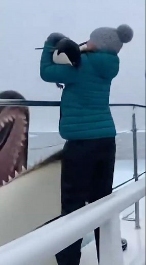 Penguin Escapes Orca, Jumped Into Her Arms