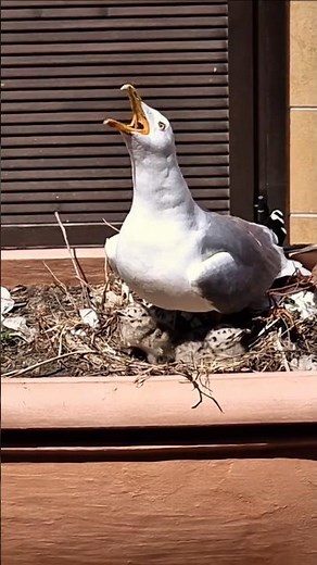 Baby Seagull’s First Walk — Protected by Mama Sofia