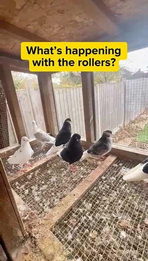 10K views · 120 reactions | What’s happening with the rollers? | SkyRacer - Pigeon Racing | Facebook