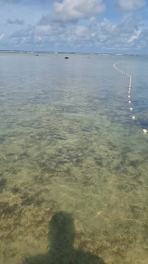 Porcupine fish was trapped, trying to release it, but it does something that you will never want to touch it 😬 #fyp #fishing #ocean #viral #followers #engagement #viralchallenge #virals | JMT Fishing