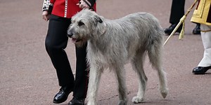 Seamus the Irish wolfhound ‘stealing the show’ at Trooping the Colour