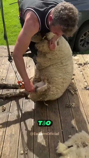 POR QUE TOSAR OVELHAS? #curiosidades #animais #shorts