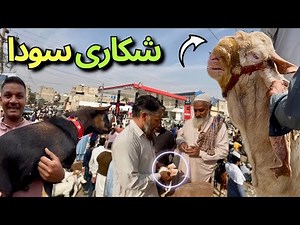 Itna Sasta Shikari Bakra? 😱Orangi Town Bakra Mandi | 14 December 2025 — Full Bargaining Scene! 🔥🐐