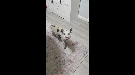 Lucy the 7-month-old mini pig eats broccoli like it’s candy