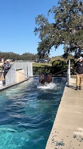 Swimming is one of the best ways to keep horses fit and healthy, and the equine swimming pool is one of our many therapy tools we use to help horses recover!Here’s why:1️⃣ Low-Impact Cardio: Swimming strengthens the cardiovascular system without putting stress on joints and tendons, making it ideal for horses in recovery or those needing conditioning.2️⃣ Full-Body Workout: The water provides natural resistance, engaging muscles from head to tail for a balanced and effective workout.3️⃣ Adrenalin